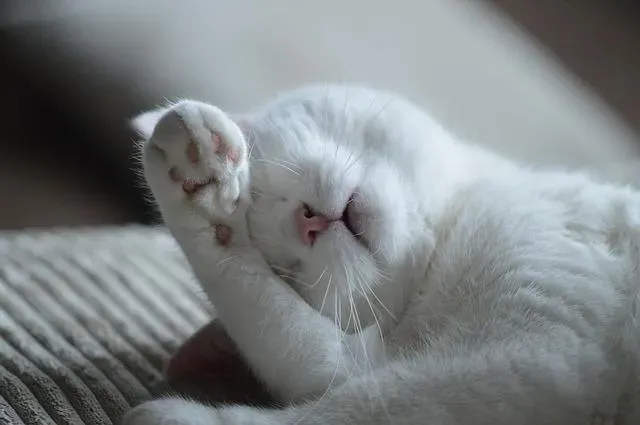 How to Get Out of Bed in the Morning Even If You Don't Want to