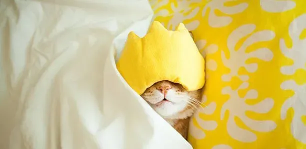 Enough sleep 