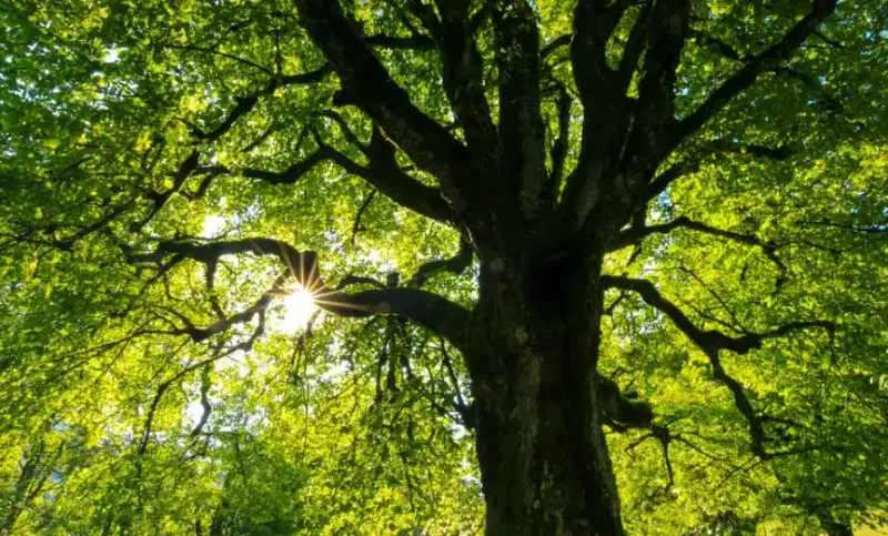 Grow Bold: Quotes to Transform Your Mindset