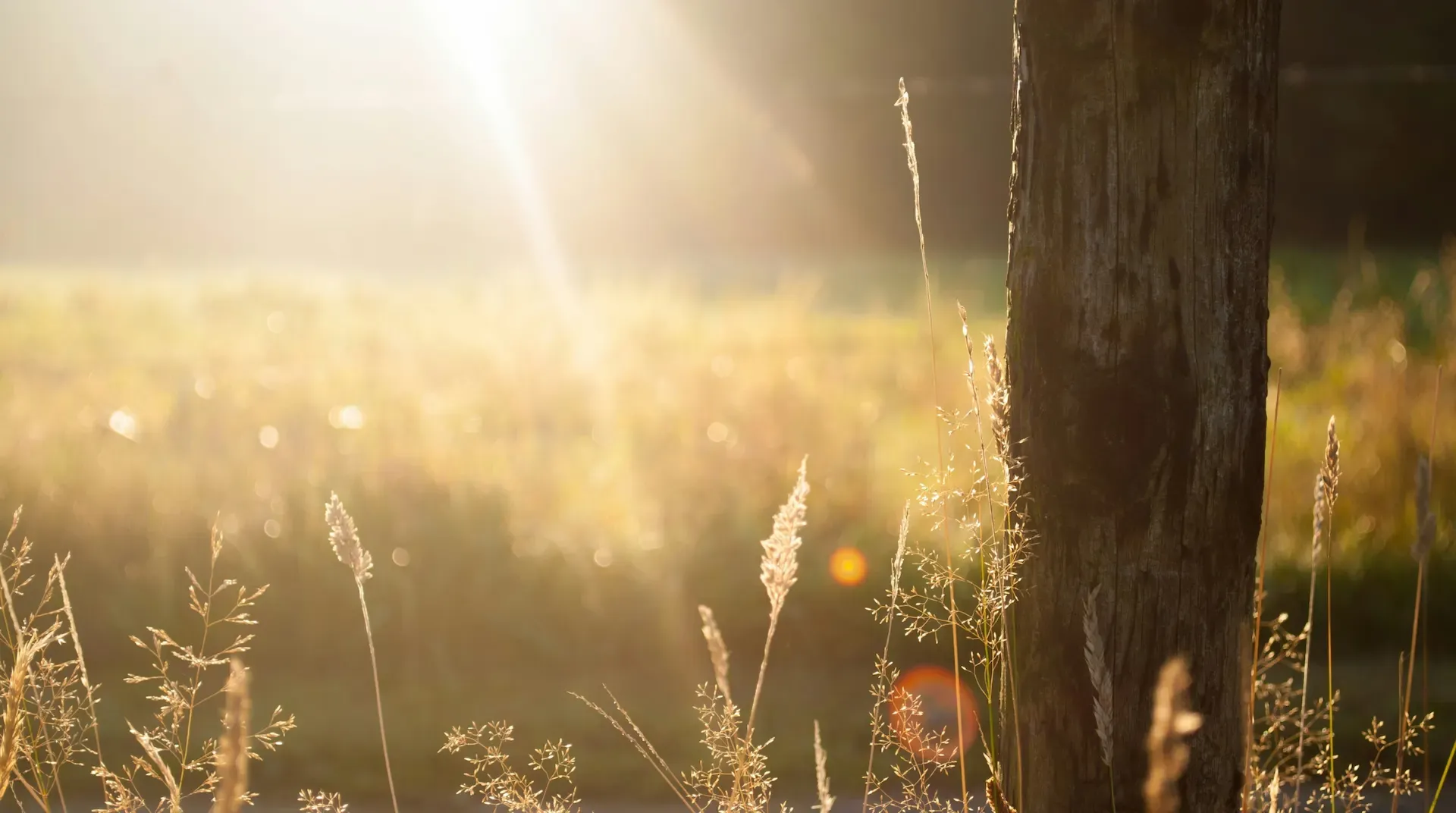 Warm sunlight filtering through tall grass in a quiet field