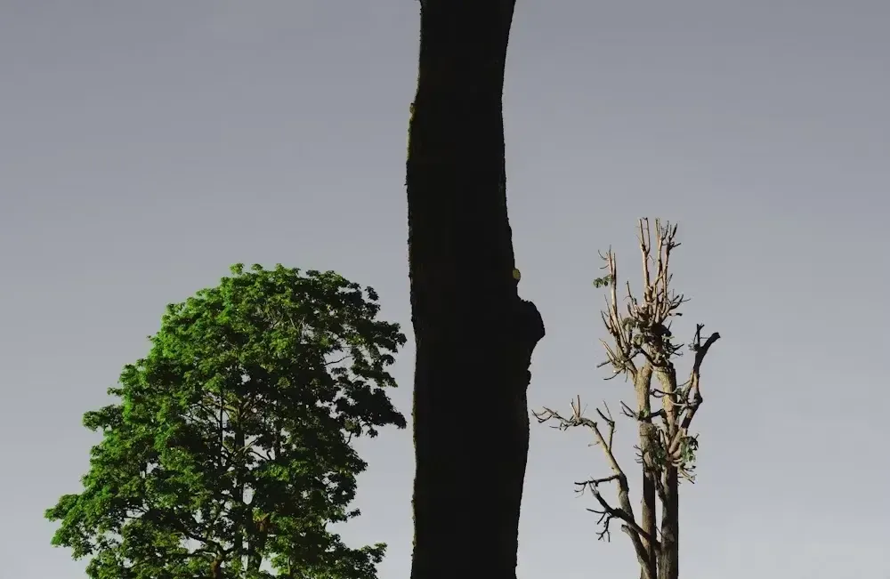 green tree under gray sky