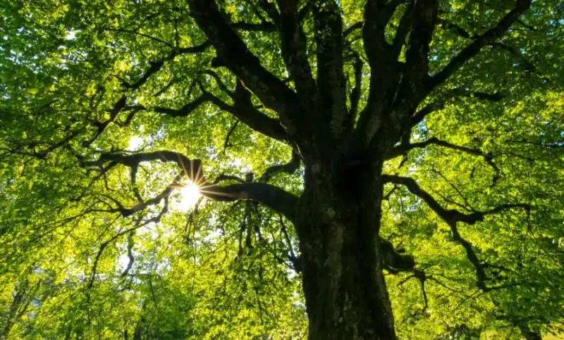 Grow Bold: Quotes to Transform Your Mindset